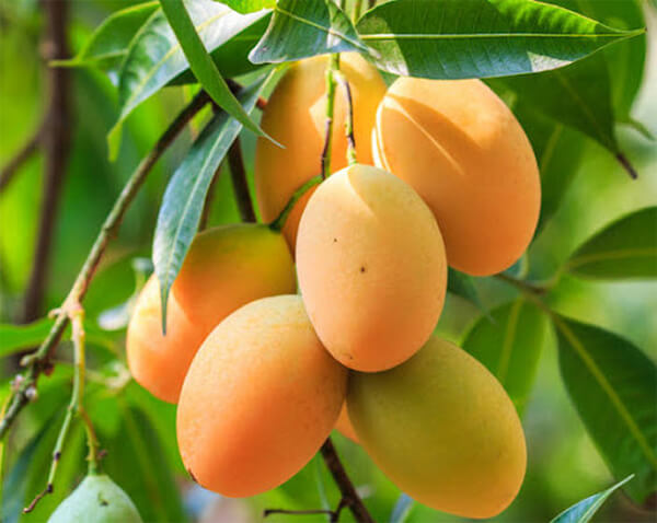 các loại xoài có thể sấy thăng hoa