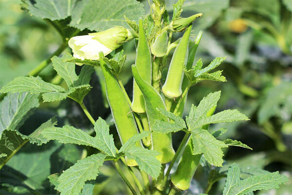 cây đậu bắp