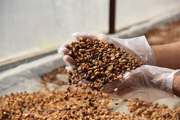 cà phê sấy thăng hoa có gì đặt biệt