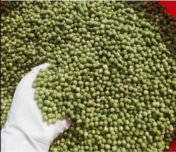 cách chọn đậu hà lan sấy