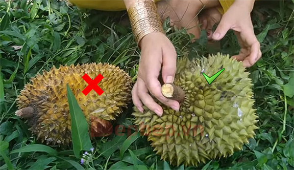 cách chọn sầu riêng chuẩn không ai biết