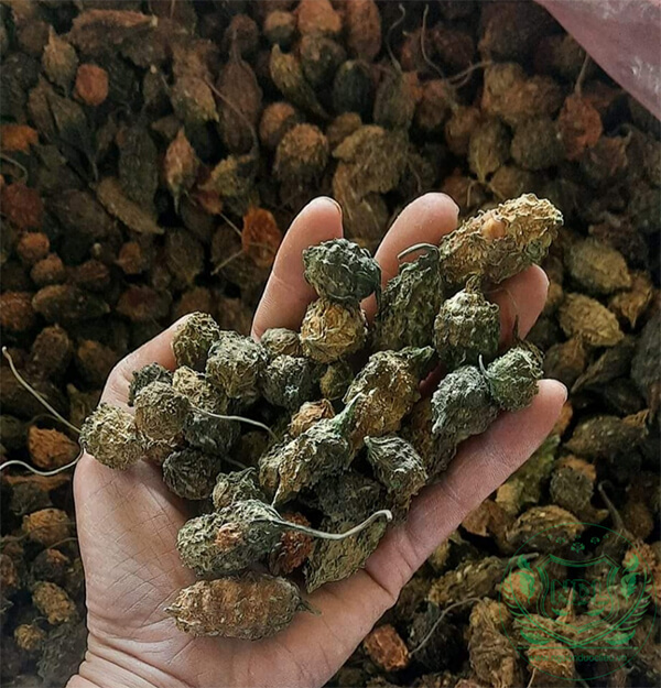 mướp đắng sấy khô