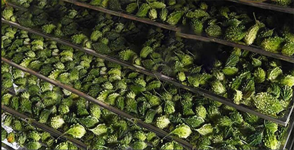 mướp đắng rừng sấy khô