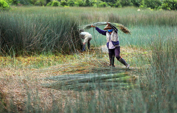 quy trình sản xuất ông hút cỏ bàng