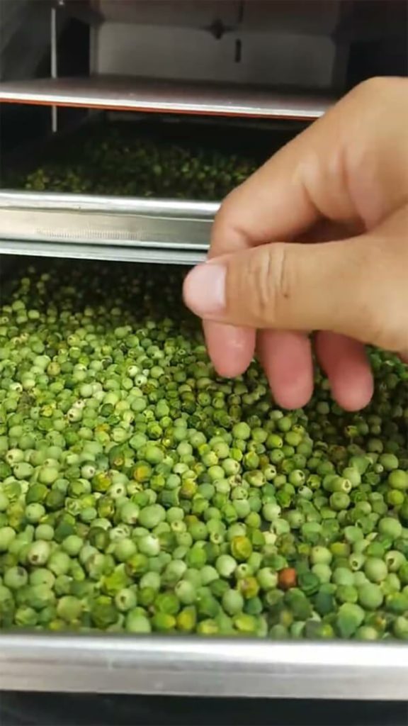 quy trình sấy đậu hà lan 