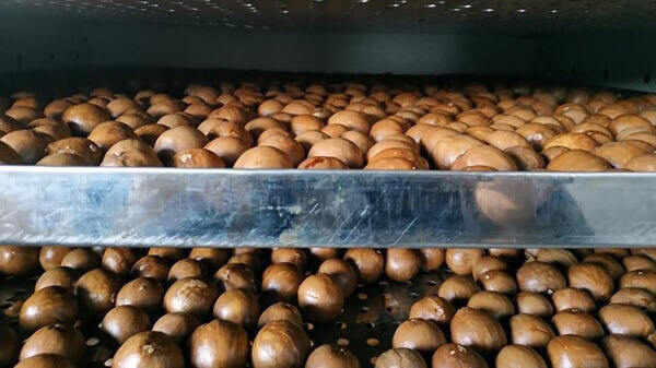 sấy hạt mắc ca bằng máy sấy thực phẩm