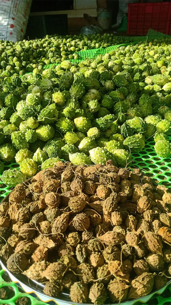 tác dụng tuyệt với khi dùng khổ qua sấy