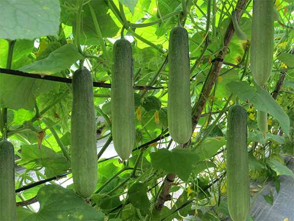 cách chọn dưa leo