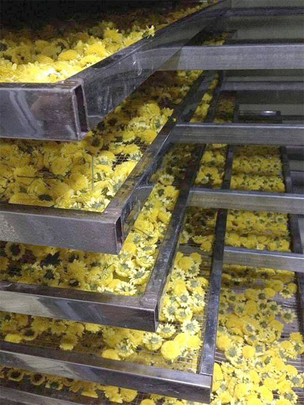 quy trình sấy hoa cúc