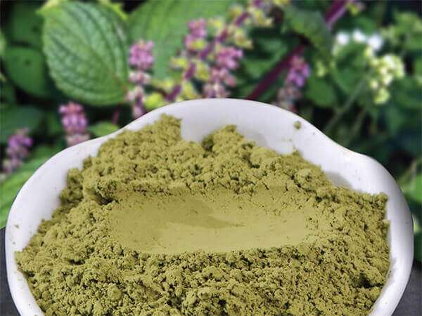 Bột lá tía tô có thể làm những gì