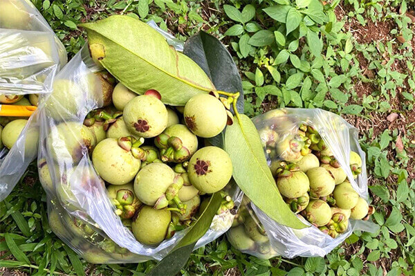 cách chế biến măng cụt