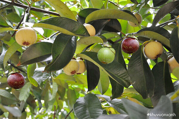 tác dụng sức khỏe từ trái măng cụt