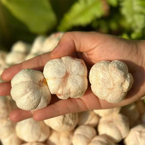 mang cụt sấy công nghệ thăng hoa