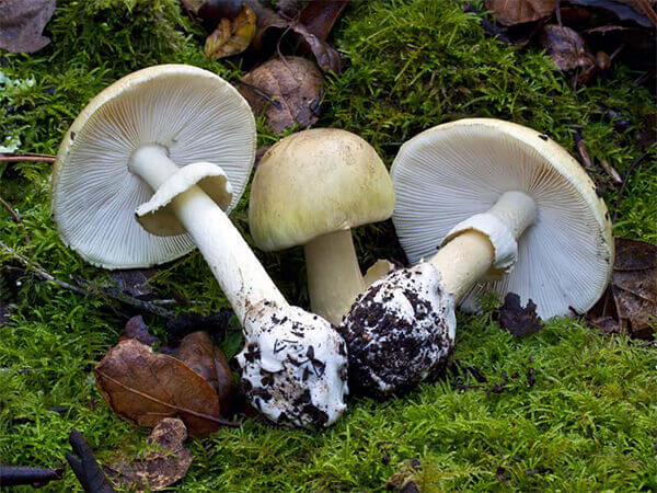 Mũ tử thần (Amanita Phalloides)