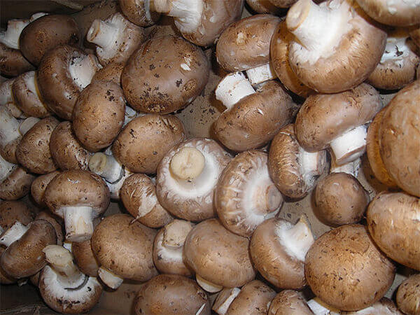 Nấm Cremini (Agaricus bisporus)