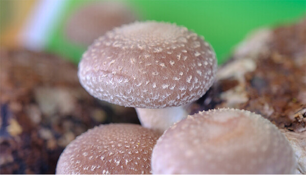 Nấm hương (Lentinula edodes)