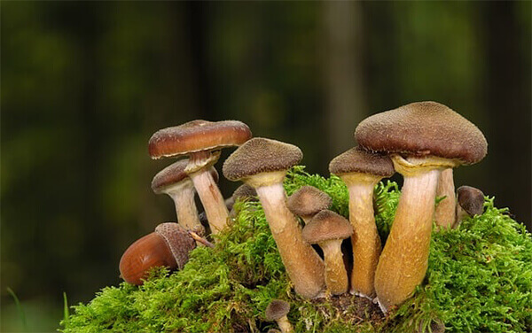 Nấm mật ong (Armillaria mellea)
