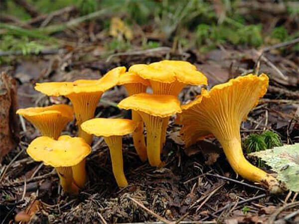 Nấm mỡ (Cantharellus cibarius)