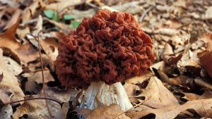 Nấm Morel giả (Gyromitra spp.)