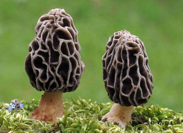 Nấm Morel (Morchella spp.)