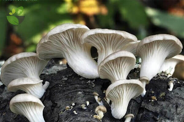 Nấm sò (Pleurotus ostreatus)