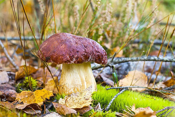 Nấm thông (Boletus edulis)