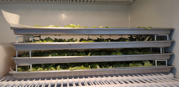 quy trình cần tây sấy thăng hoa