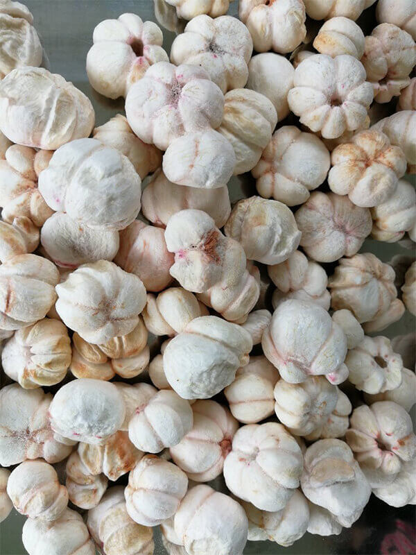 công nghệ sấy thăng hoa măng cụt