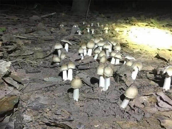 Các món ăn đặc trưng từ nấm mối tự nhiên