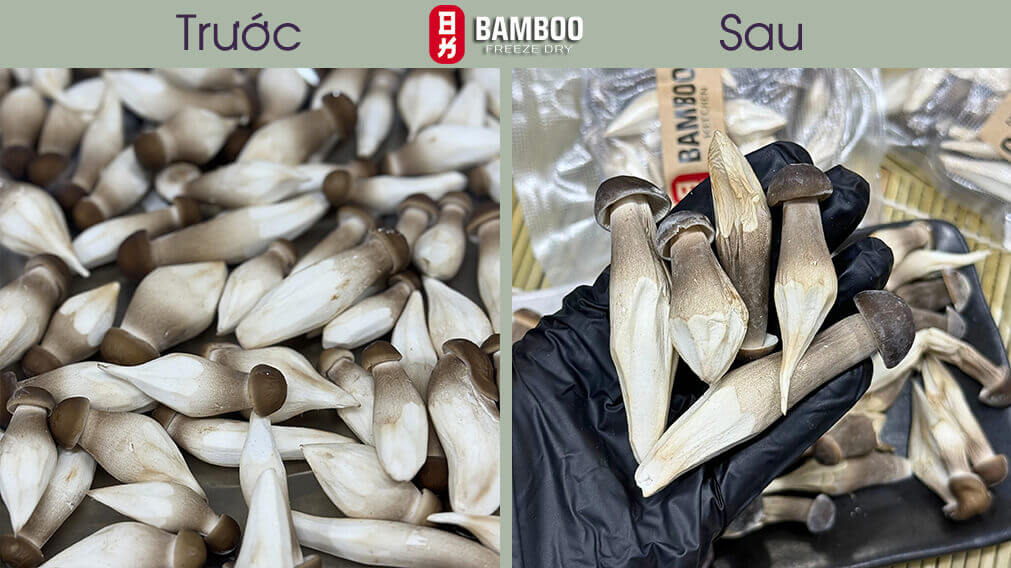 nấm mối đen sấy đông khô an toàn dinh dưỡng