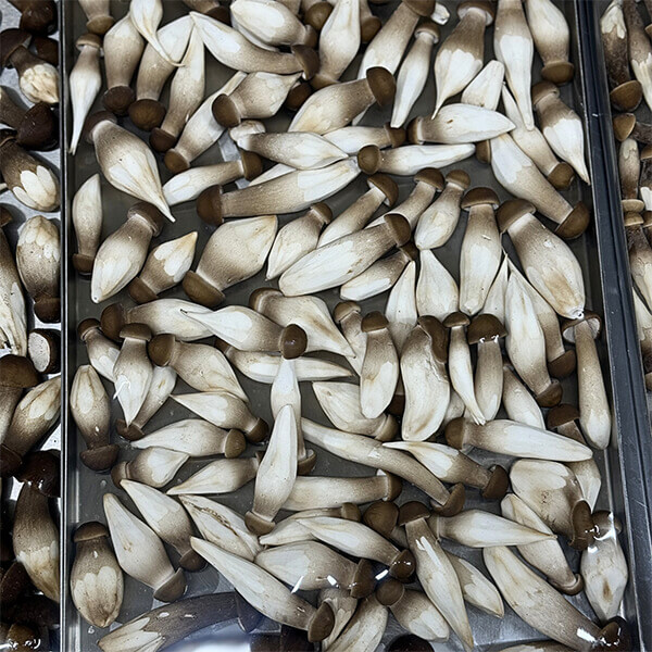 Các tiêu chí đánh giá chất lượng nấm mối sấy thăng hoa