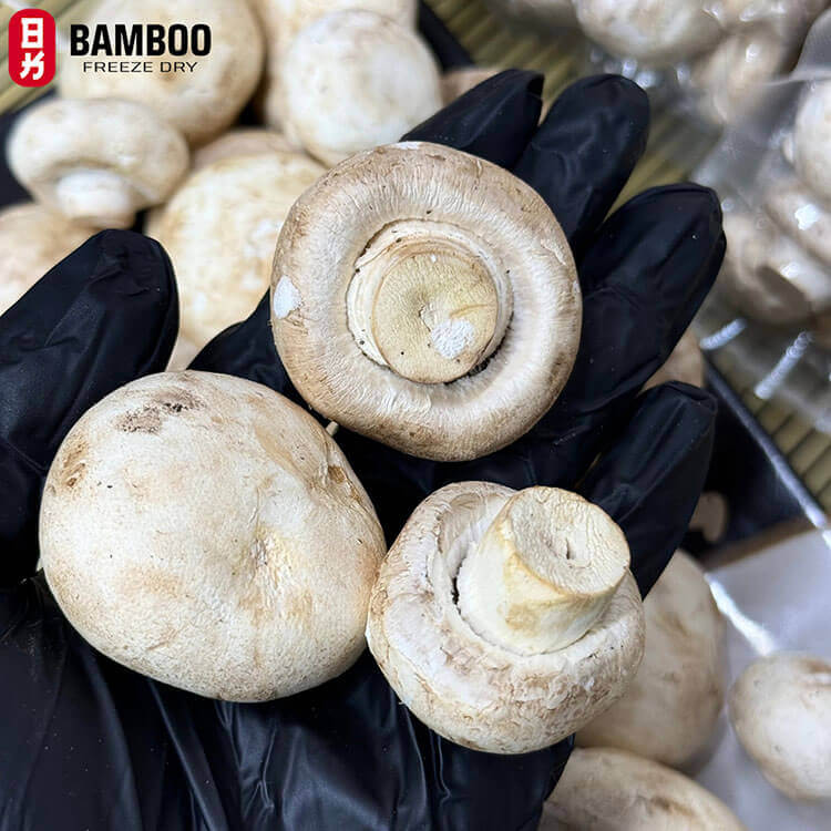 nấm mỡ sấy thăng hoa bao nhiêu tiền