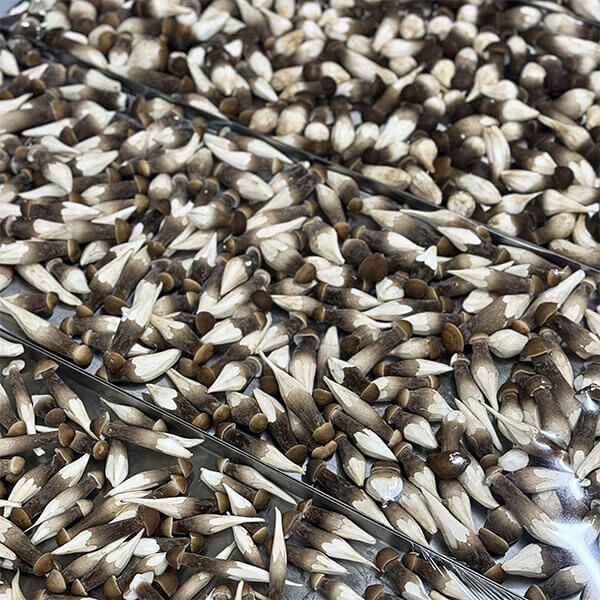 Những Ai Phù Hợp Sử Dụng Nấm Mối Sấy Thăng Hoa