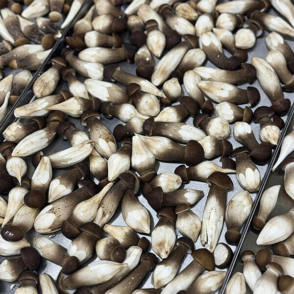 Nơi mua nấm mối sấy thăng hoa uy tín