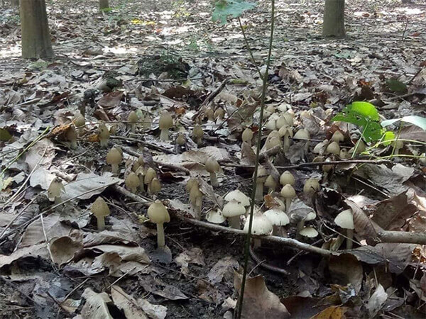 Quá trình thu hái nấm mối tự nhiên