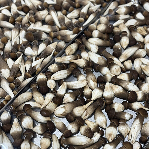 So sánh nấm mối sấy thăng hoa và nấm mối tươi