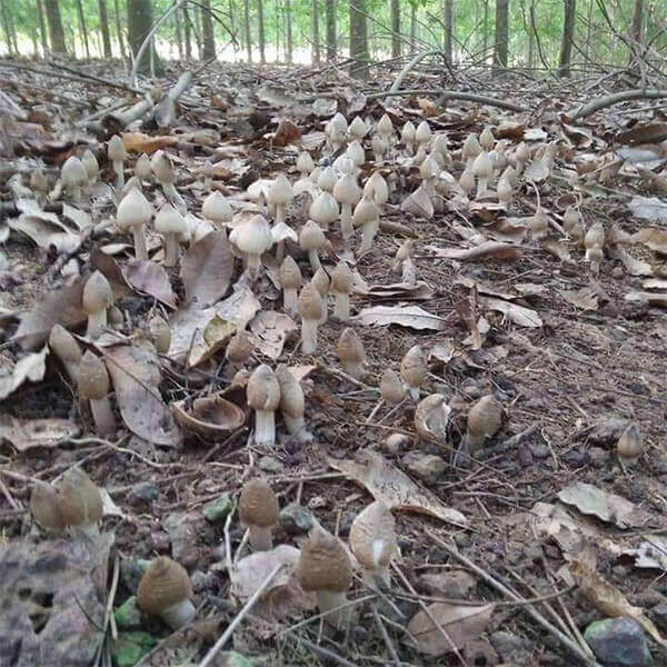 Sự phát triển bền vững và bảo tồn nấm mối tự nhiên