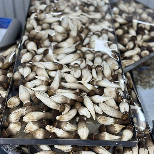 Tại sao nên chọn nấm mối sấy thăng hoa?