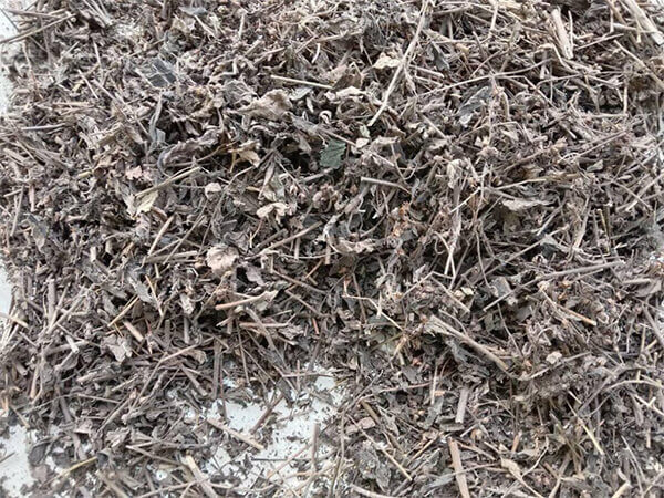 So sánh giữa lá nhân trần tươi và lá nhân trần sấy