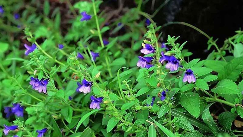 Tác dụng của lá nhân trần đối với chức năng gan