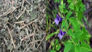 Sử dụng lá nhân trần sấy hiệu quả cho sức khỏe