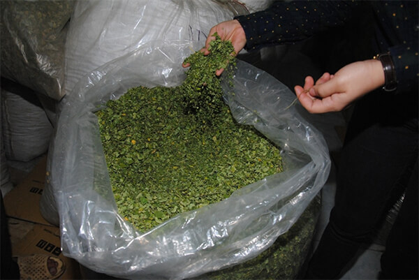 chum ngây sấy so với các loại khác