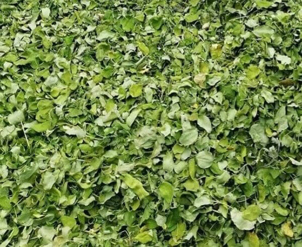 Quy trình sấy thăng hoa chùm ngây