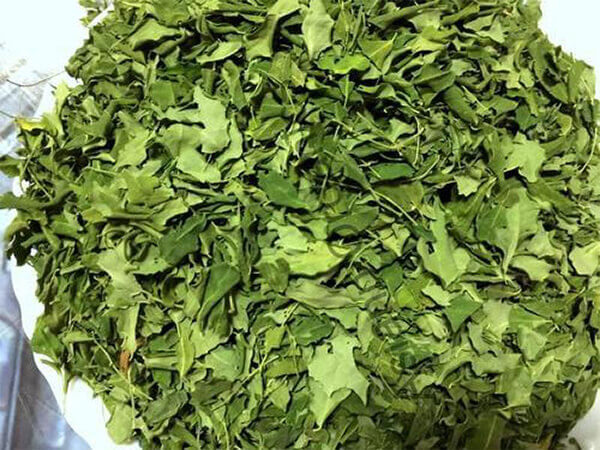 Quy trình sấy thăng hoa chùm ngây