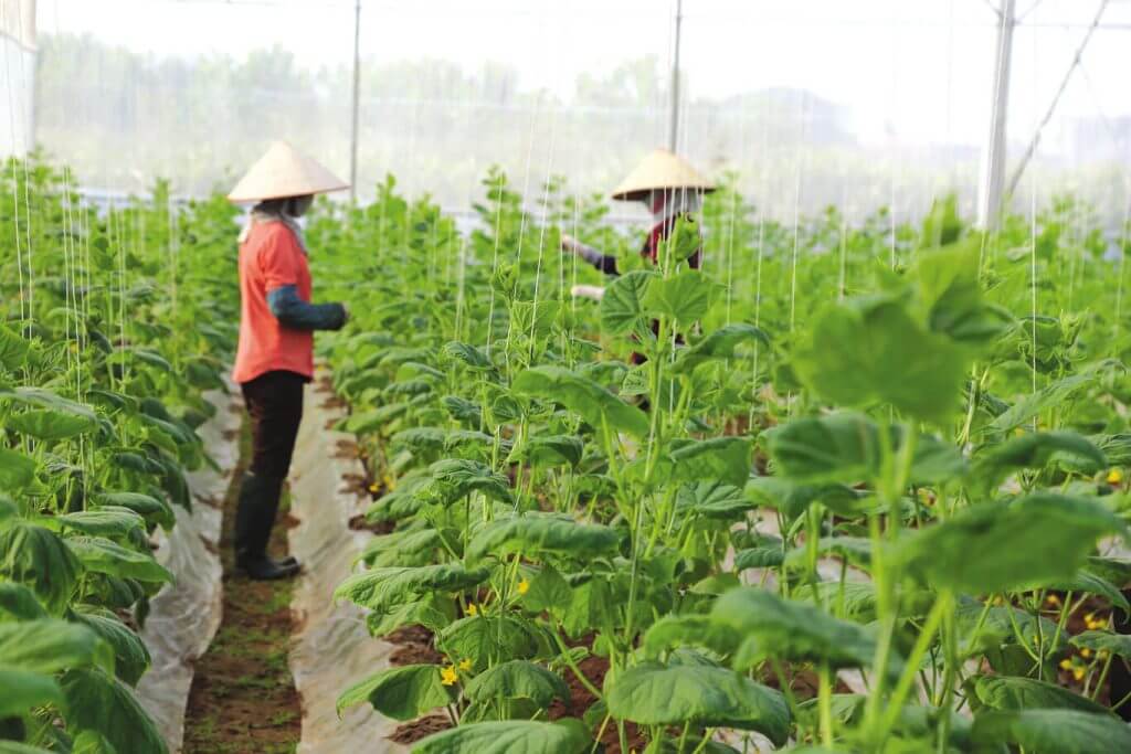 Các loại nông sản chính