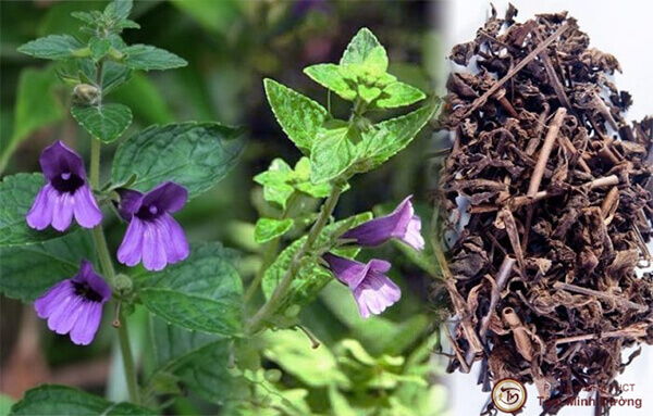 Phương pháp chế biến và sử dụng lá nhân trần sấy