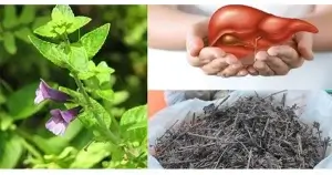 Lá nhân trần có thật sự giúp hỗ trợ chức năng gan không?