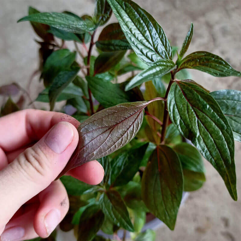 bệnh lý trẻ em điều trị bằng cây thuốc Dòi Tím