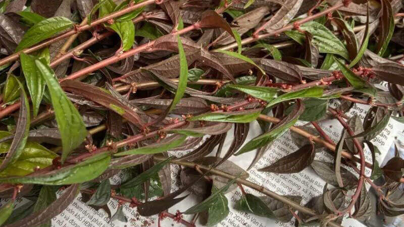 Cây thuốc dòi có tác dụng gì