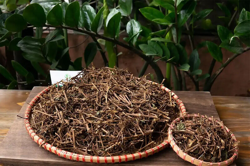 Cây thuốc dòi nấu nước uống có tác dụng gì